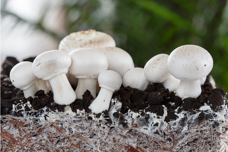 Champignons et leurs racines